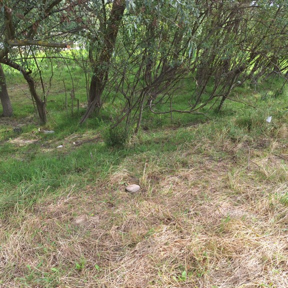 Some plastic waste near Strei river (HD county - Romania)